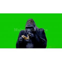 Gorilla Eats A Banana