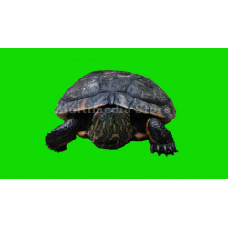 Turtle Alone